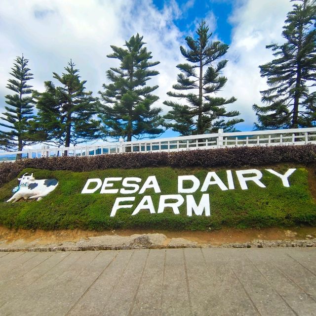 The joyful Desa Dairy Farm!