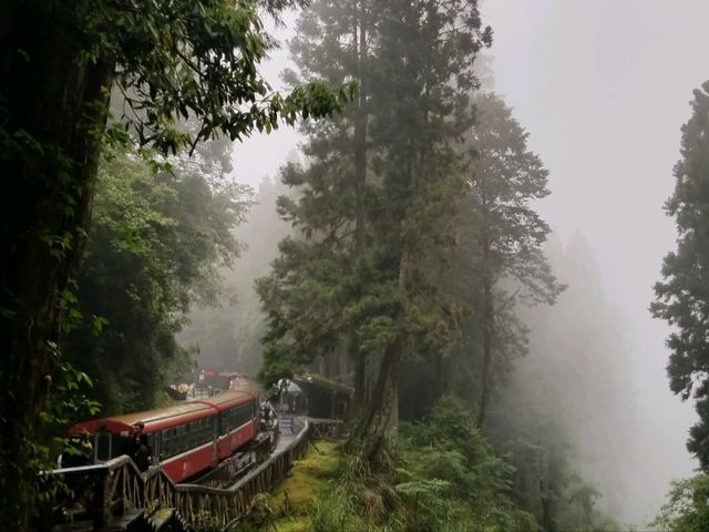 阿里山遠古森林吸收大自然天地靈氣