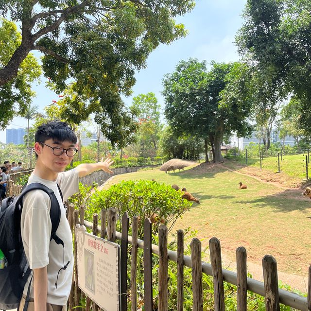 性價比超高的深圳野生動物園🦁