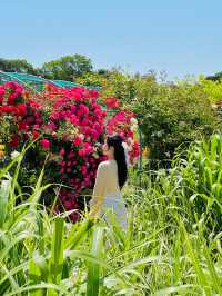 매계절 동화속 같은 예쁜 풍경으로 가득한 경주🌹🌈