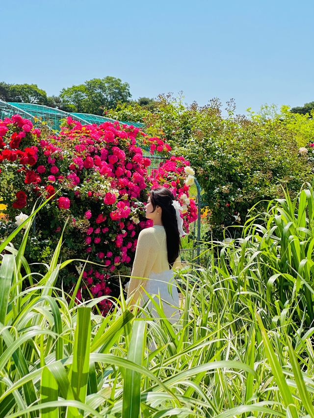 매계절 동화속 같은 예쁜 풍경으로 가득한 경주🌹🌈