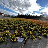 Sightseeing in sakiwai field