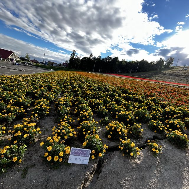 Sightseeing in sakiwai field