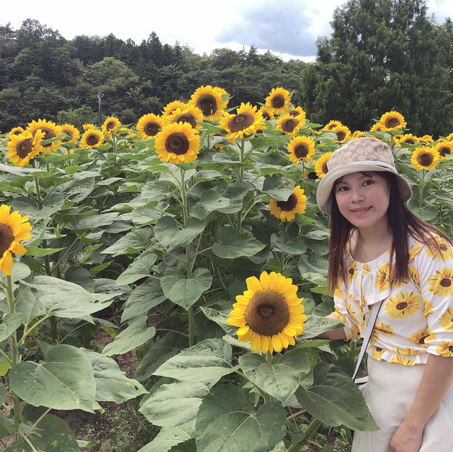 広島県　世羅高原農場　ひまわり
