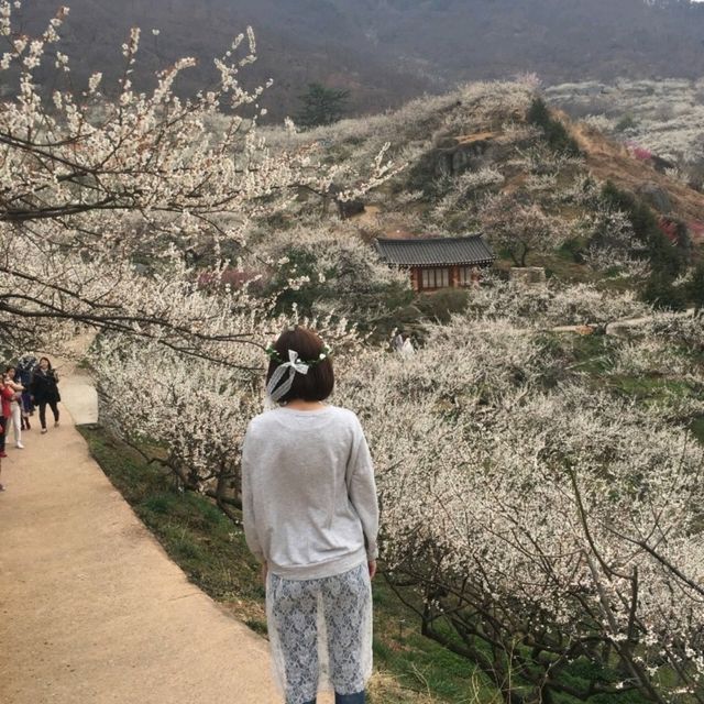 整個山頭真的狀觀和很美💮👍光陽梅花村