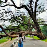 Amazing tree in Heritage garden in Malaysia!