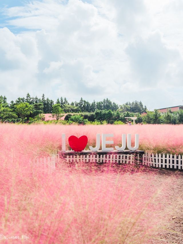 🎀가을 아름다운 분홍빛의 꽃 천국 [제주, 휴애리자연생활공원] 🍁