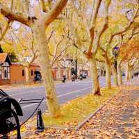 Experience amazing leaves falls in Shanghai