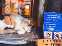 日本猫小玉：ほっこりとした癒しの拠点 🐾🌸