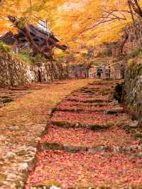 【4年ぶりの再開も！😳】滋賀県の紅葉スポットが絶景すぎる！🍁✨