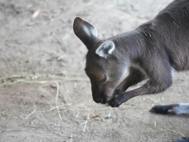 Best Indoor Wild Life Experience in Sydney 