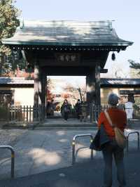 東京｜ 上千隻貓貓排排坐 貓奴們不可錯過的豪德寺