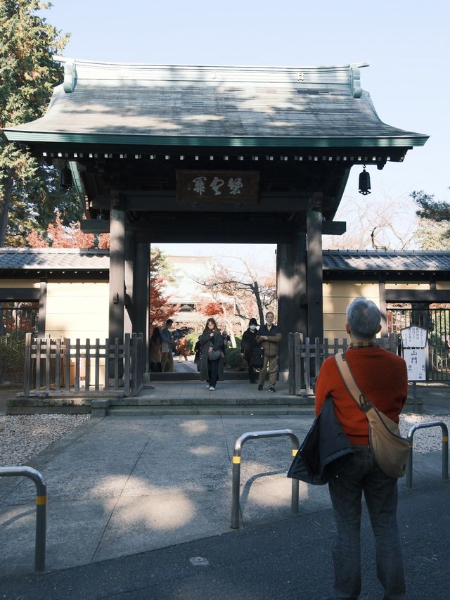 東京｜ 上千隻貓貓排排坐 貓奴們不可錯過的豪德寺