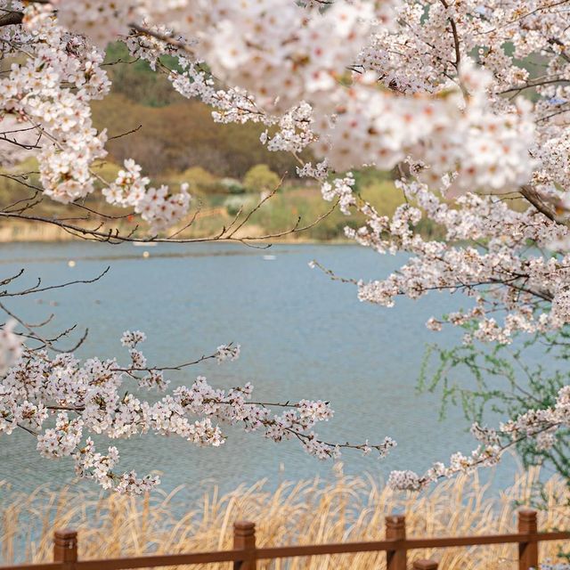 The beautiful walking path of Korea