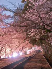 【桜といえば京都！✨】京都で見て欲しい桜スポット紹介！🌸 