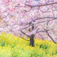 富士山×桜が絶景！神奈川のおすすめ桜スポット