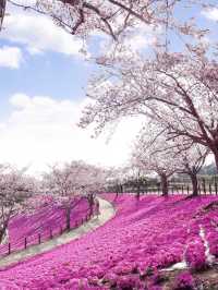 【茨城県】桜と芝桜のコラボレーションスポット