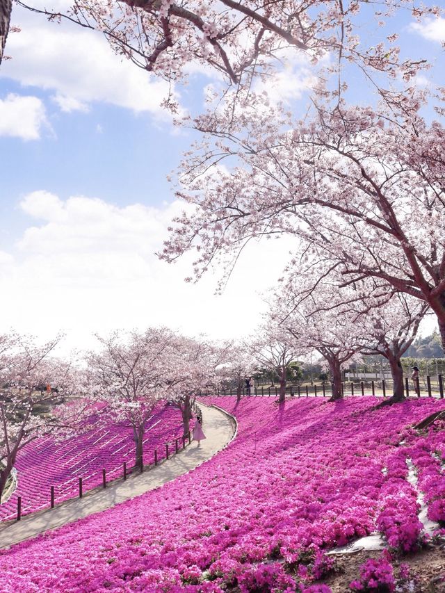 【茨城県】桜と芝桜のコラボレーションスポット