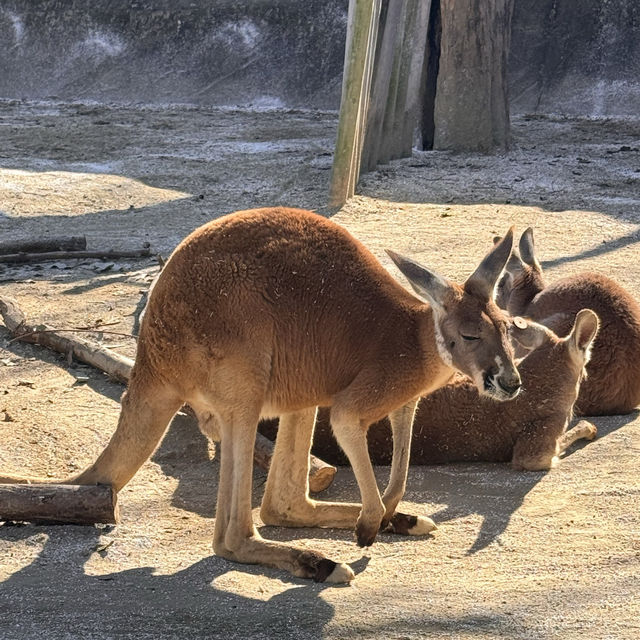 親子之選～東山動植物園 