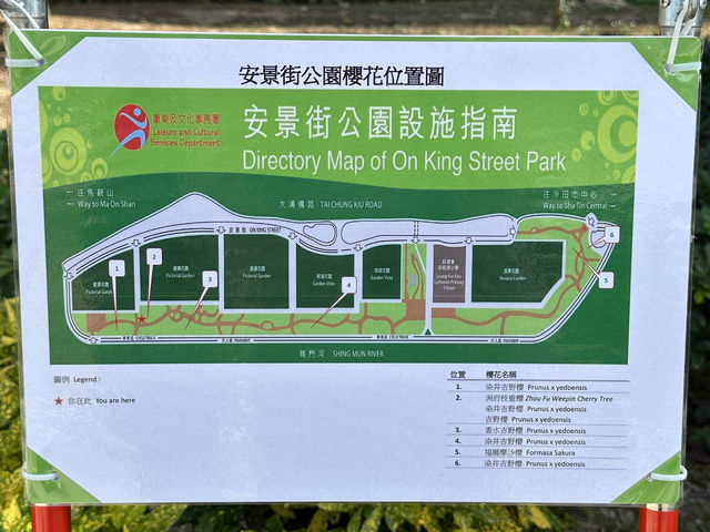 香港好去處 | 坐港鐵屯馬線去賞櫻(三) | 石門安景街公園