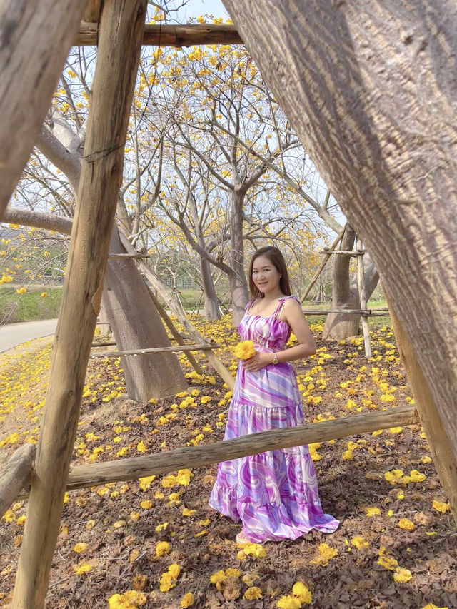ถ่ายรูปกับดอกสุพรรณิการ์ @สิงห์ปาร์ค เชียงราย