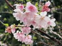 Sakura’s Beauty like nowhere else Sakura blooms at Chiang Kai Shek Memorial Hall Park, Taiwan