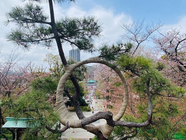 UENO PARK ในวันที่ซากุระบาน🌸