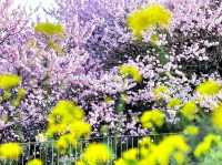 Harumeki-Sakura Cherry Blossoms