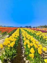 Tulip Town 