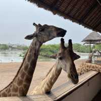 ซาฟารีเวิลด์ (Safari World Bangkok) - สวนสัตว์ในกรุ