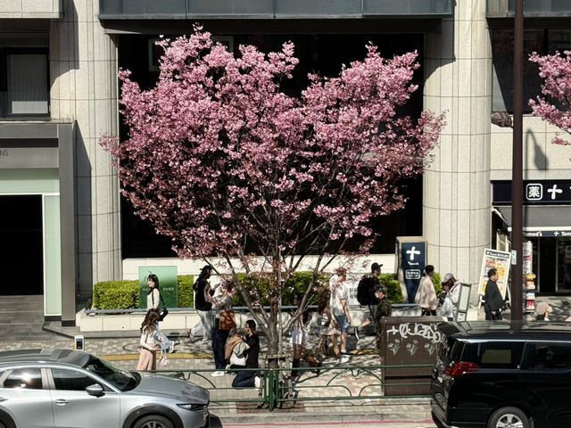 CoStudio | 渋谷駅 - 桜舞う都市の中心🌸🚉