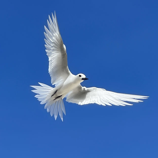 The symbol of Addu Atoll 