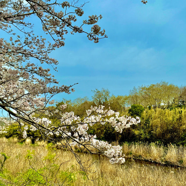 北神山の桜並木