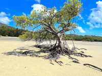 Daintree National Park