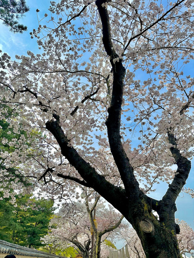 경주 벚꽃여행 🌸 명소 추천!