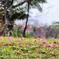 【沖繩名護中央公園】2024年櫻花季，不容錯過