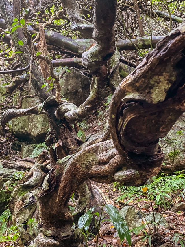 【奄美大島】ジャックと豆の木のモデルになった世界一大きな豆