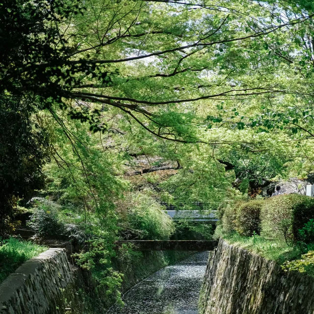 中津川～浪漫櫻花花海