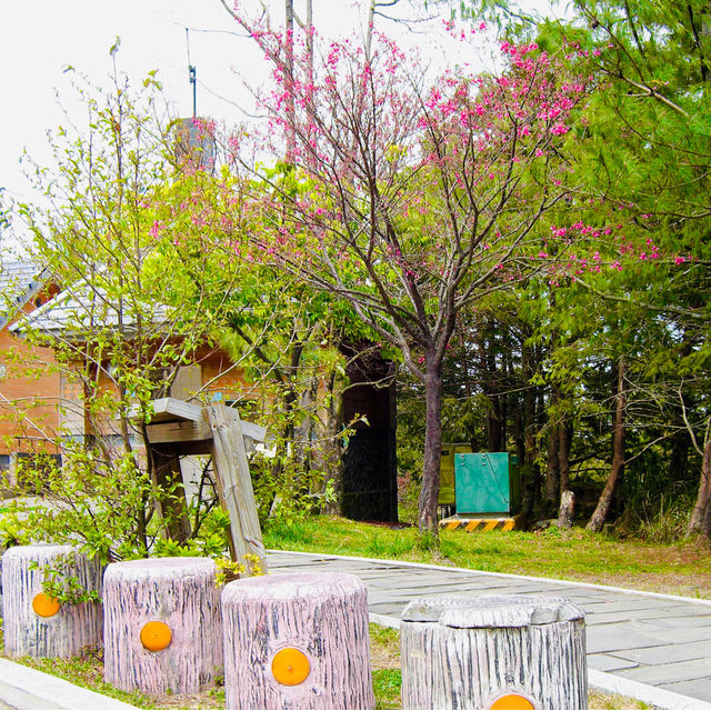 Cherry trees blanketing the area 🌸🇹🇼🌸