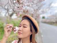 Sakura@ Tenri High School จ.นารา