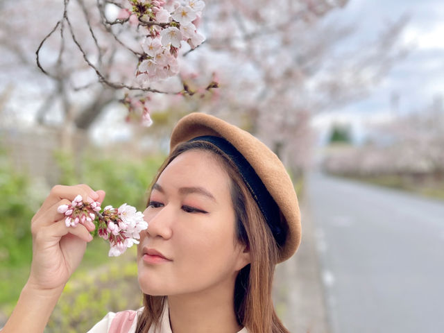 Sakura@ Tenri High School จ.นารา