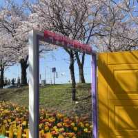 Samnak Ecological Park จุดชมซากุระสวยในปูซาน