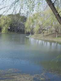 【2024年顧村公園櫻花節】摩天輪與櫻花