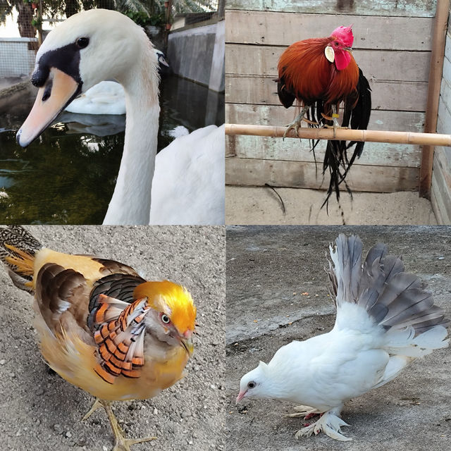 Delightful Animal Adventure at Desaru Mini Zoo 