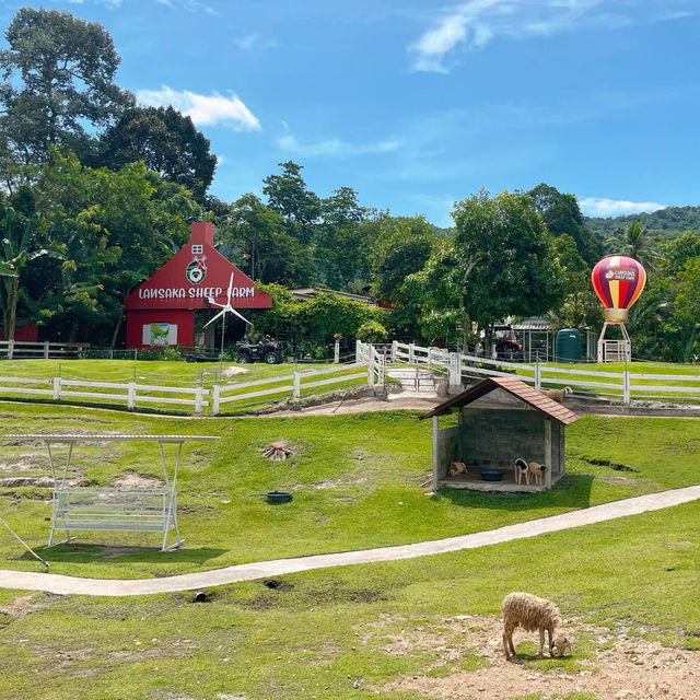 🐑ฟาร์มแกะเข้าฟรีที่นครศรีฯ