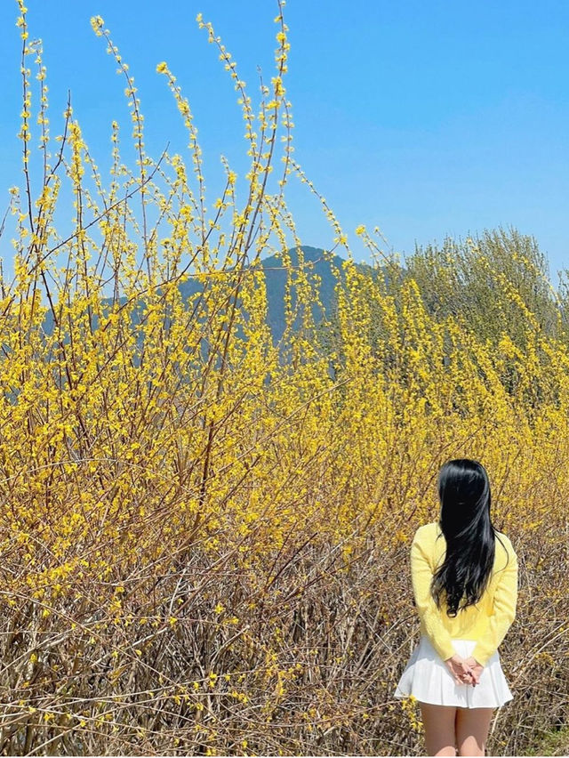 🌼지금 당장 가야하는 하동 개나리 뚝방길🌼