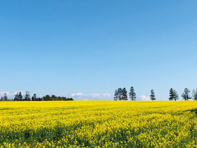 北海道瀧川市油菜花田