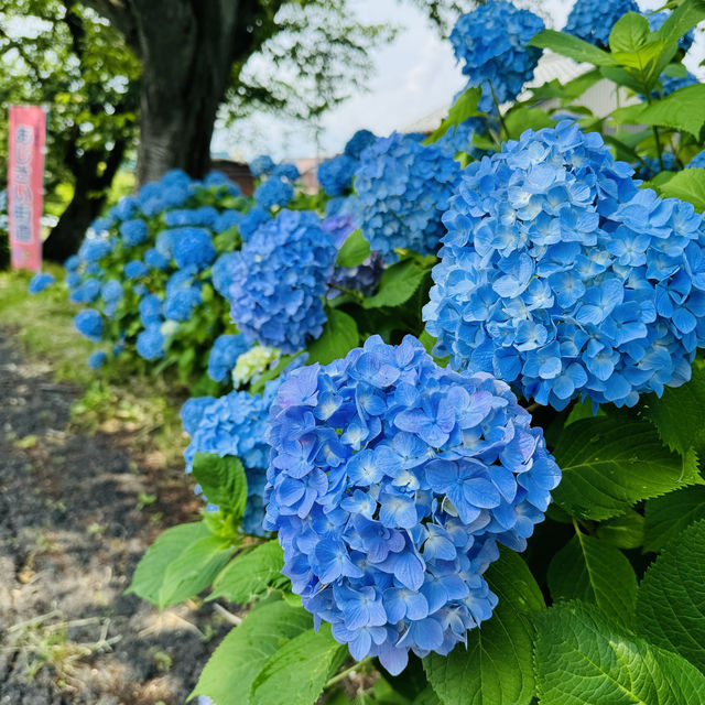 すのまた あじさい街道
