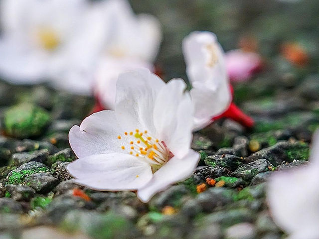 榴岡天滿宮賞花