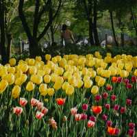 ชมดอกไม้สวยๆที่ Seoul forest park